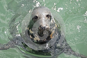 Grey Seal (Halichoerus grypus), Newquay, UK