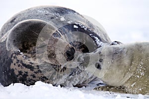 Grey Seal (Halichoerus grypus) Pup  Germany