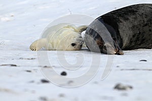 Grey Seal (Halichoerus grypus) Pup  Germany