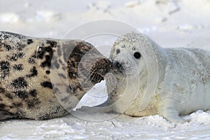 Grey Seal (Halichoerus grypus) Pup  Germany