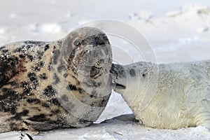 Grey Seal (Halichoerus grypus) Pup  Germany