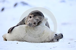 Grey Seal (Halichoerus grypus) Pup  Germany