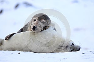 Grey Seal (Halichoerus grypus) Pup  Germany