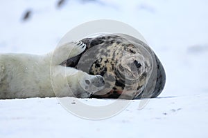 Grey Seal (Halichoerus grypus) Pup  Germany