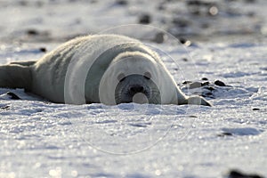 Grey Seal (Halichoerus grypus) Pup  Germany