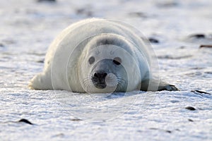 Grey Seal (Halichoerus grypus) Pup  Germany