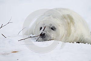 Grey Seal (Halichoerus grypus) Pup  Germany