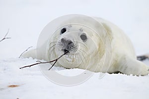 Grey Seal (Halichoerus grypus) Pup  Germany