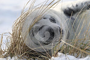 Grey Seal (Halichoerus grypus) Pup  Germany