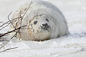 Grey Seal (Halichoerus grypus) Pup  Germany