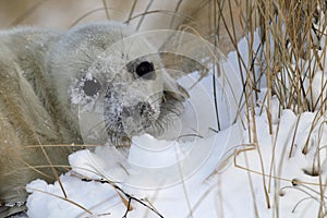 Grey Seal (Halichoerus grypus) Pup  Germany