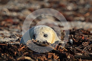 Grey Seal (Halichoerus grypus) Pup Helgoland Germany