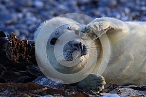 Grey Seal (Halichoerus grypus) Pup Helgoland Germany