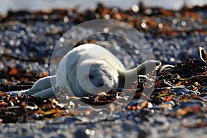 Grey Seal (Halichoerus grypus) Pup Helgoland Germany