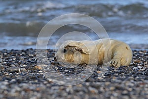 Grey Seal (Halichoerus grypus) Pup Helgoland Germany