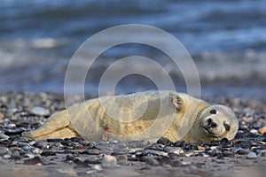 Grey Seal (Halichoerus grypus) Pup Helgoland Germany