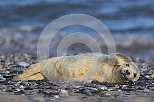 Grey Seal (Halichoerus grypus) Pup Helgoland Germany