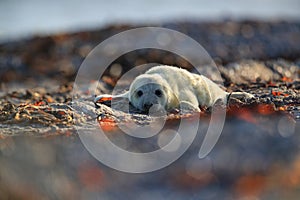 Grey Seal (Halichoerus grypus) Pup Helgoland Germany