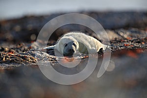 Grey Seal (Halichoerus grypus) Pup Helgoland Germany