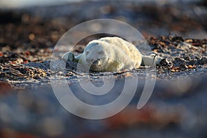 Grey Seal (Halichoerus grypus) Pup Helgoland Germany
