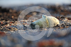 Grey Seal (Halichoerus grypus) Pup Helgoland Germany