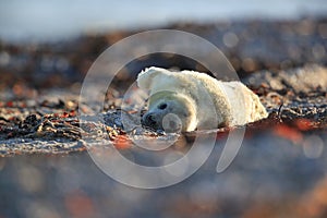 Grey Seal (Halichoerus grypus) Pup Helgoland Germany