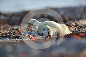 Grey Seal (Halichoerus grypus) Pup Helgoland Germany