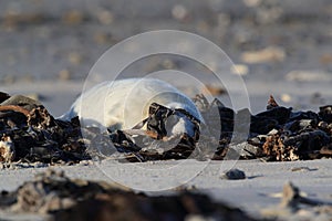 Grey Seal (Halichoerus grypus) Pup Helgoland Germany