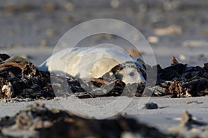 Grey Seal (Halichoerus grypus) Pup Helgoland Germany