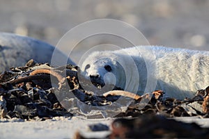 Grey Seal (Halichoerus grypus) Pup Helgoland Germany