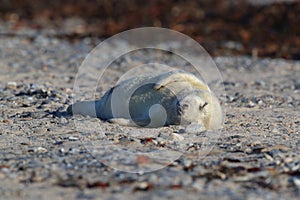 Grey Seal (Halichoerus grypus) Pup Helgoland Germany