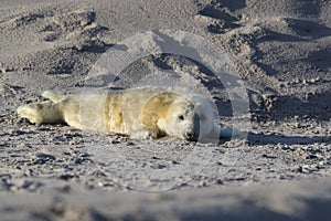 Grey Seal (Halichoerus grypus) Pup Helgoland Germany