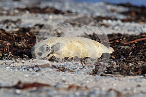 Grey Seal (Halichoerus grypus) Pup Helgoland Germany