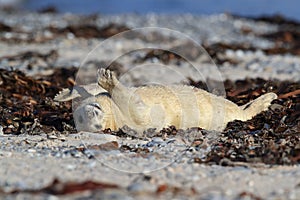 Grey Seal (Halichoerus grypus) Pup Helgoland Germany