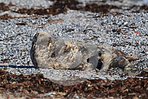 Grey Seal (Halichoerus grypus) Pup Helgoland Germany