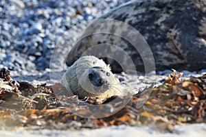 Grey Seal (Halichoerus grypus) Pup Helgoland Germany