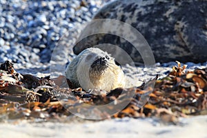 Grey Seal (Halichoerus grypus) Pup Helgoland Germany