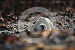 Grey Seal (Halichoerus grypus) Pup Helgoland Germany