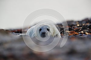 Grey Seal (Halichoerus grypus) Pup Helgoland Germany