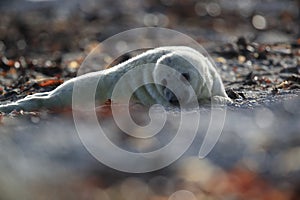 Grey Seal (Halichoerus grypus) Pup Helgoland Germany