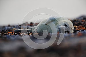 Grey Seal (Halichoerus grypus) Pup Helgoland Germany