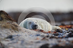 Grey Seal (Halichoerus grypus) Pup Helgoland Germany