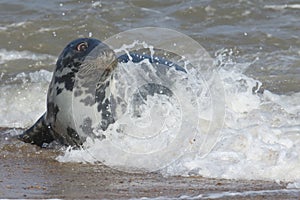 Grey Seal (Halichoerus grypus)relazing on a beach in Horsey.