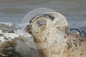 Grey Seal (Halichoerus grypus)relazing on a beach in Horsey.