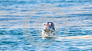 Grey seal Halichoerus grypus in Scotland