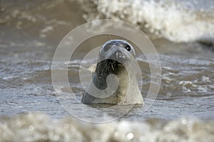 Grey seal, Halichoerus grypus photo