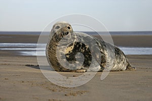 Grey seal, Halichoerus grypus photo