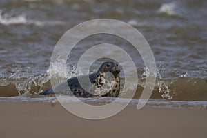 Grigio foche fare sul Costa da inghilterra 