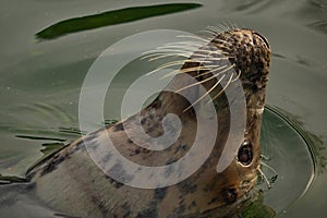 Grey seal (Halichoerus grypus) surfacing