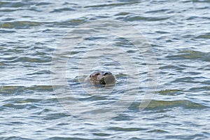 Grey seal (Halichoerus grypus) on the Thames